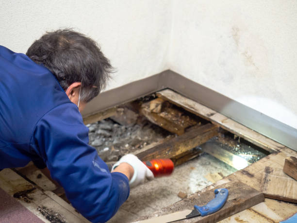 Best Professional Mold Removal  in Deming, NM