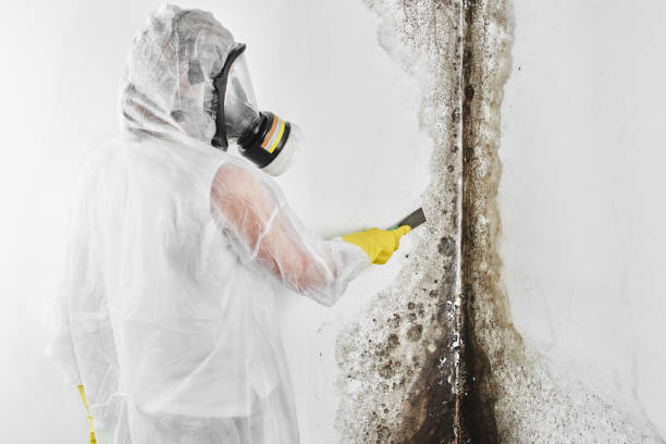 Office Mold Removal Services in Deming, NM