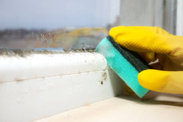 Best Mold Inspection  in Deming, NM