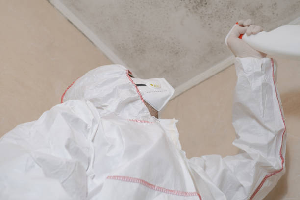 Best Attic Mold Removal  in Deming, NM