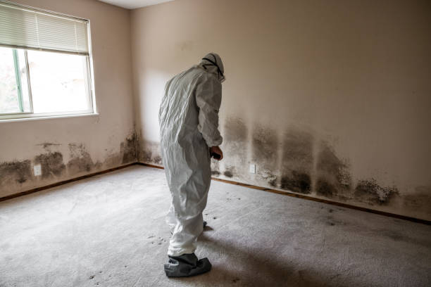 Best Crawl Space Mold Removal  in Deming, NM